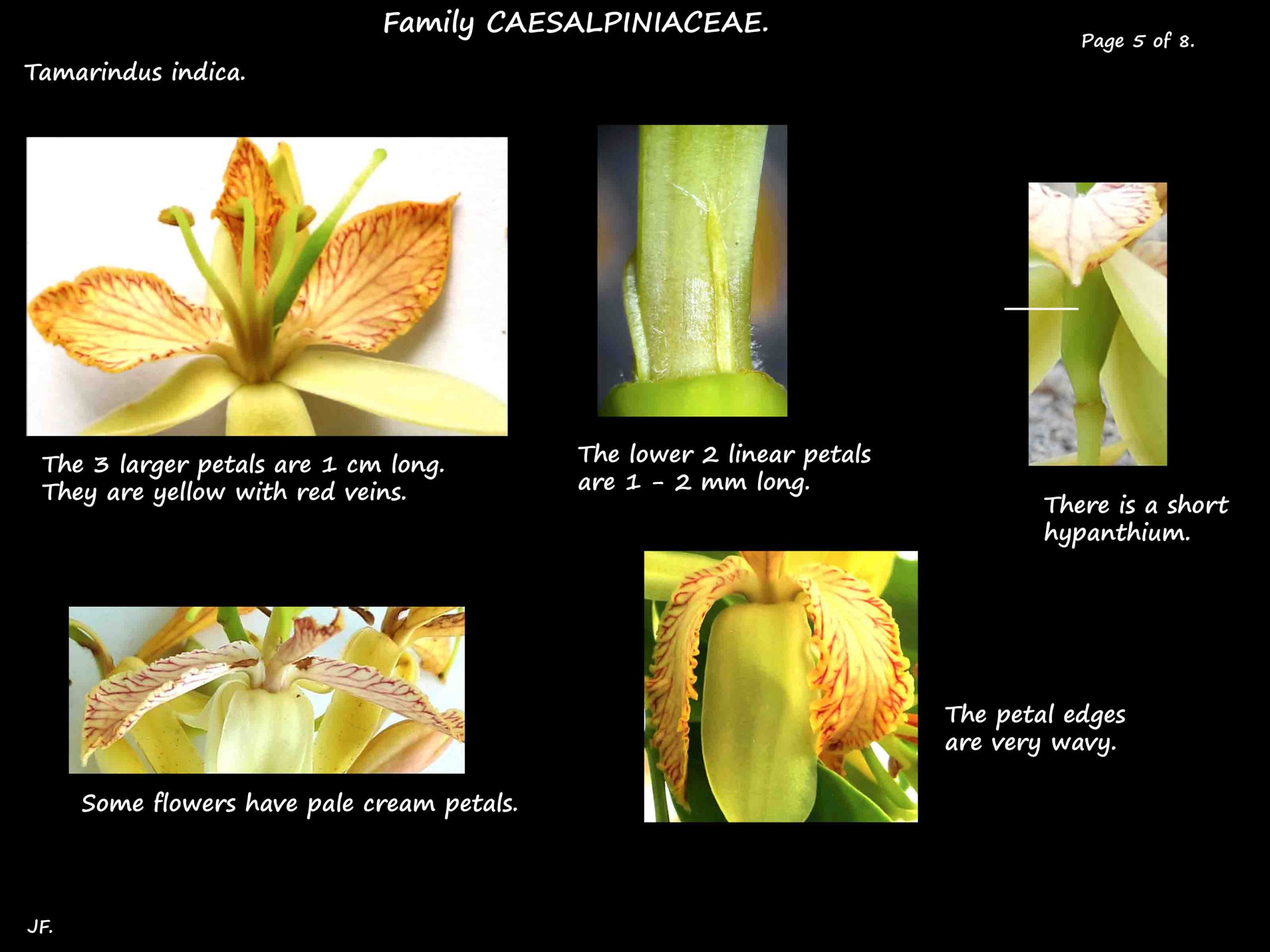 5 Tamarindus indica flowers